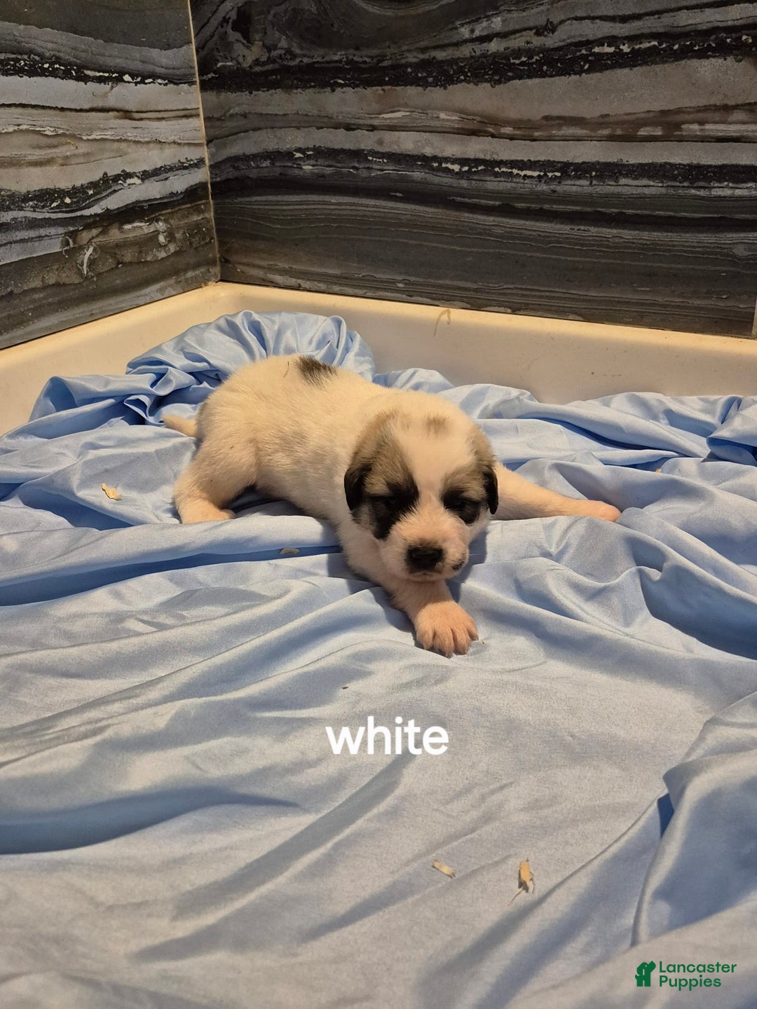Great Pyrenees dogs for sale: White - Image 3