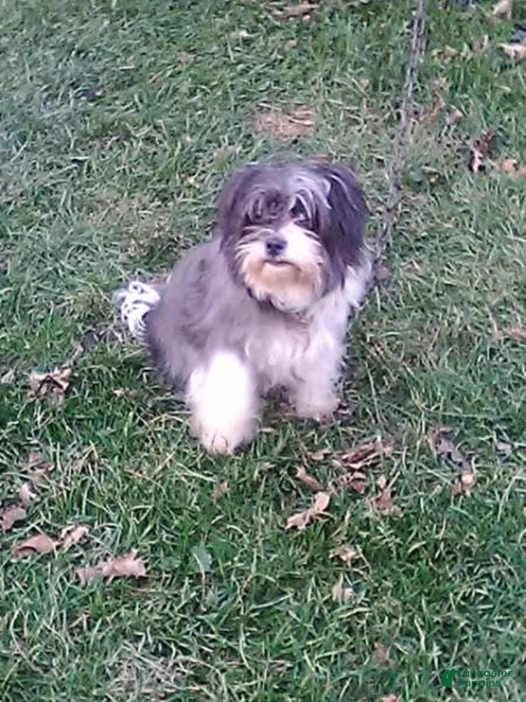 Shihpoo dogs for sale: Bubbles - Image 11