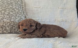 Mini Goldendoodle dogs for sale: F1b Leo - Image 5