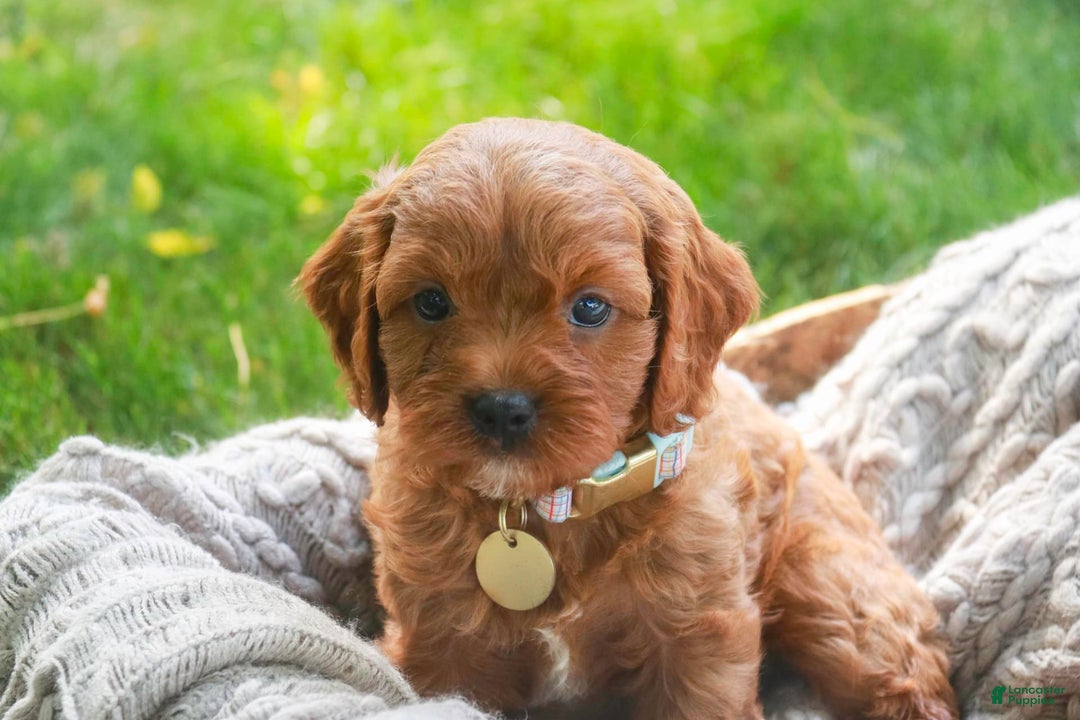 Cavalier King Charles Spaniel dogs for sale: Monty - Image 12