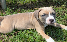 American Pit Bull Terrier dogs for sale: Peanut - Image 4