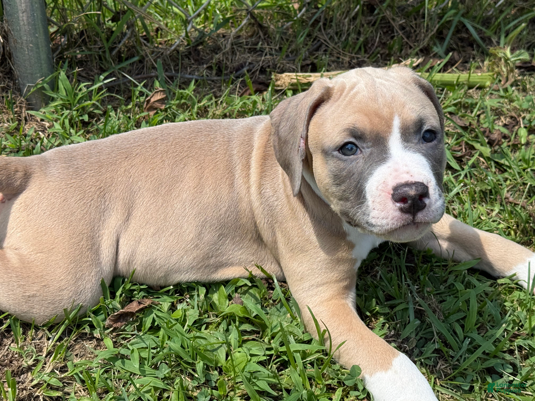 American Pit Bull Terrier dogs for sale: Peanut - Image 4