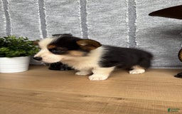 Welsh Corgi Pembroke dogs for sale: Chuck - Image 11
