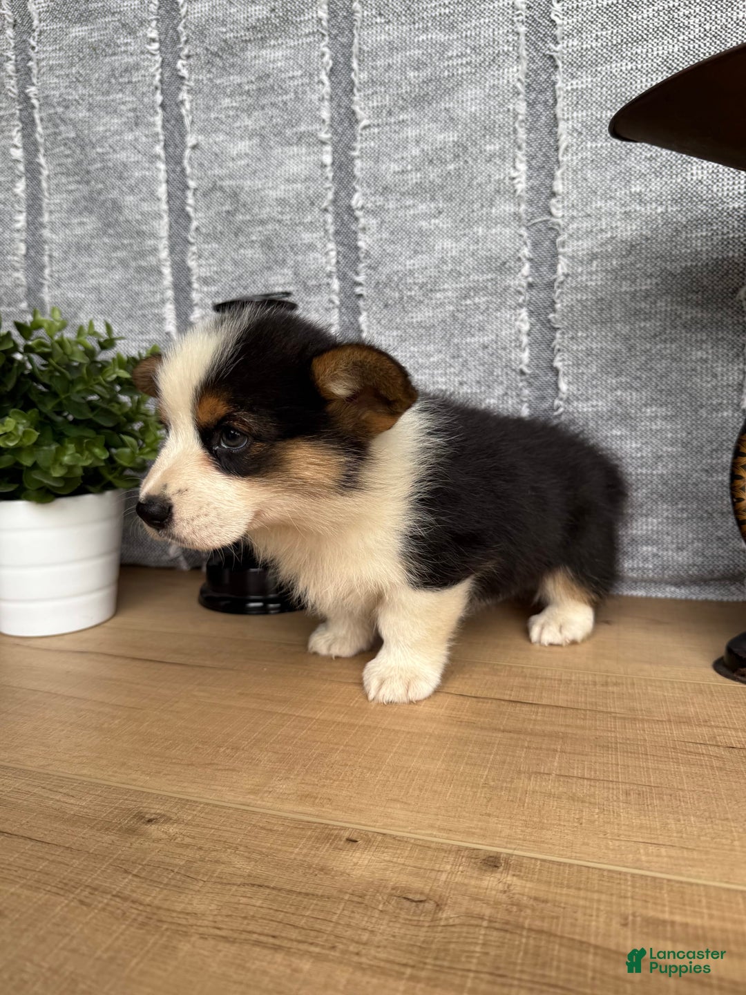Welsh Corgi Pembroke dogs for sale: Chuck - Image 11