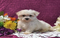Maltese dogs for sale: Gus - Image 3