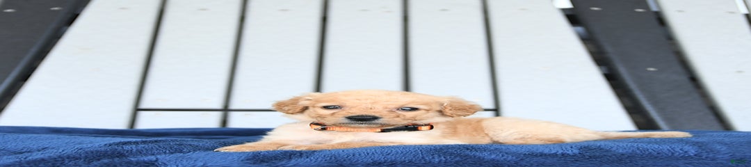 Archie