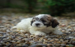 Teddy Bear dogs for sale: Marshmallow - Image 16