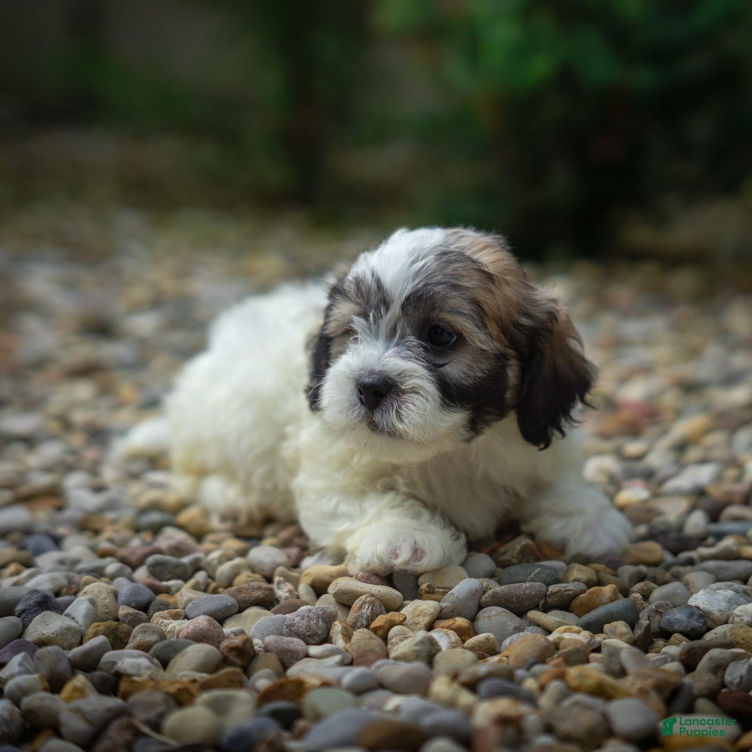 Teddy Bear dogs for sale: Marshmallow - Image 16