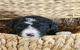Bernedoodle dogs for sale: Christa - Image 6