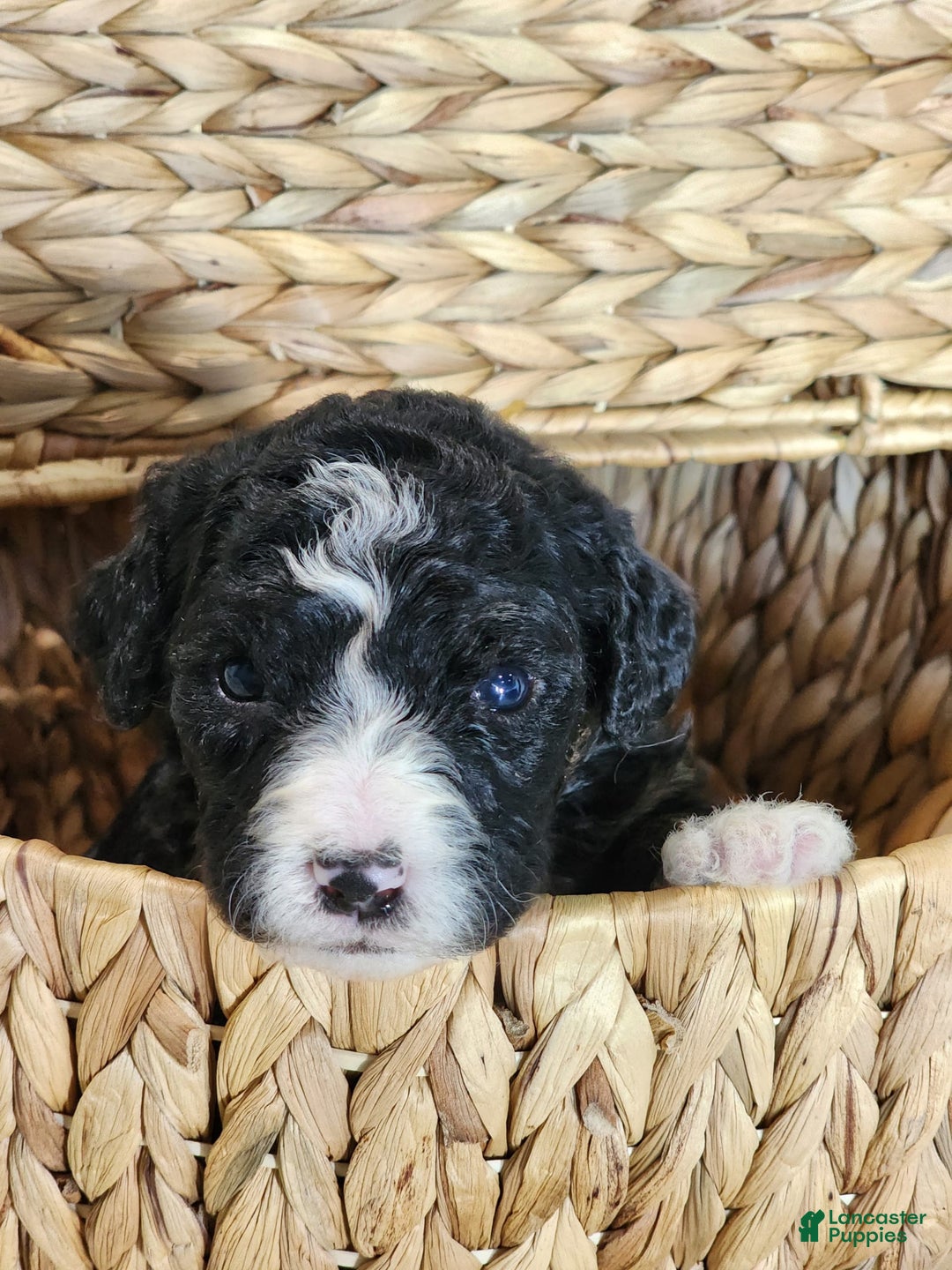 Bernedoodle dogs for sale: Christa - Image 6