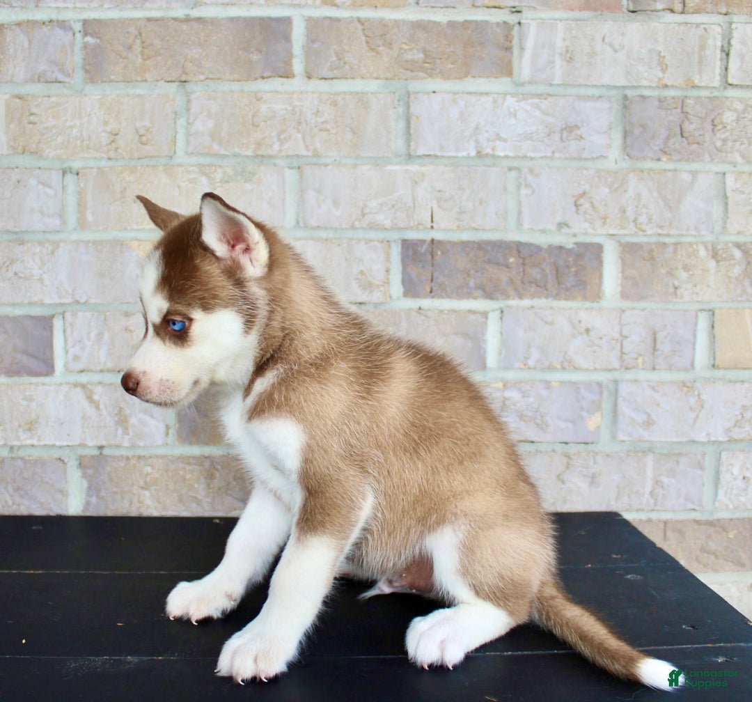 Siberian Husky dogs for sale: Ace - Image 4