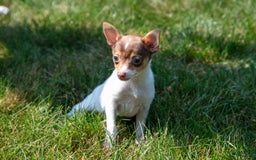 Toy Fox Terrier dogs for sale: Riley - Image 6