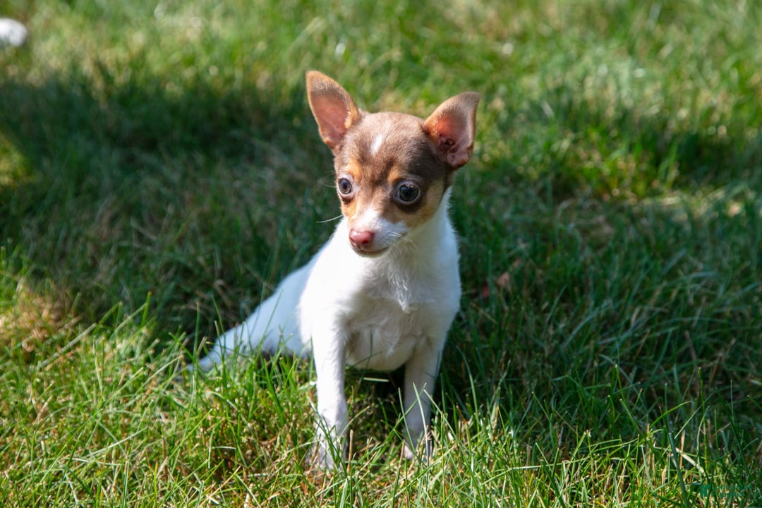 Toy Fox Terrier dogs for sale: Riley - Image 6