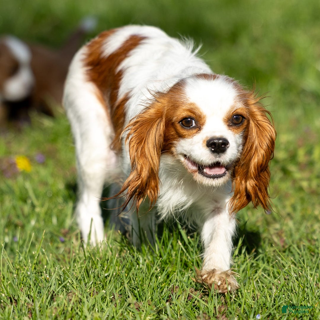 Cavapoo dogs for sale: Toby - Image 14