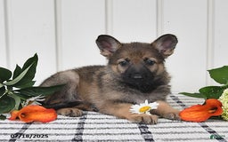 German Shepherd dogs for sale: Lulu - Image 1