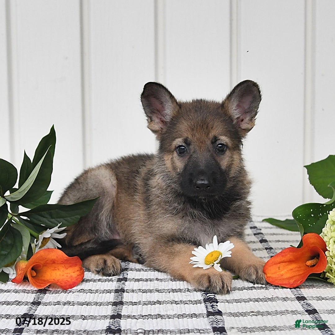 German Shepherd dogs for sale: Lulu - Image 1