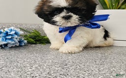 Shih Tzu dogs for sale: Charming Chase ❤️ - Image 7