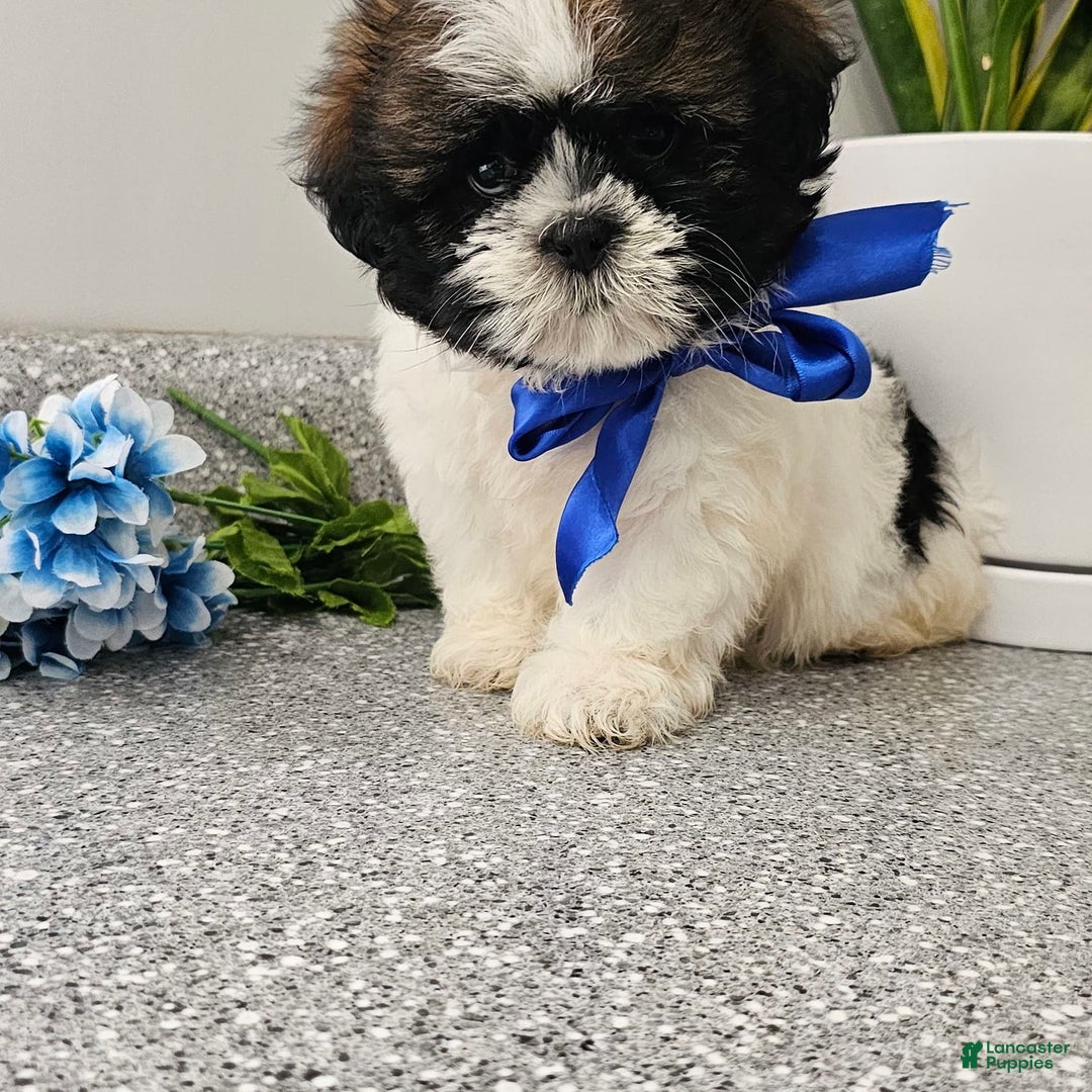 Shih Tzu dogs for sale: Charming Chase ❤️ - Image 7