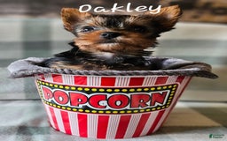 Yorkshire Terrier dogs for sale: Oakley - Image 6