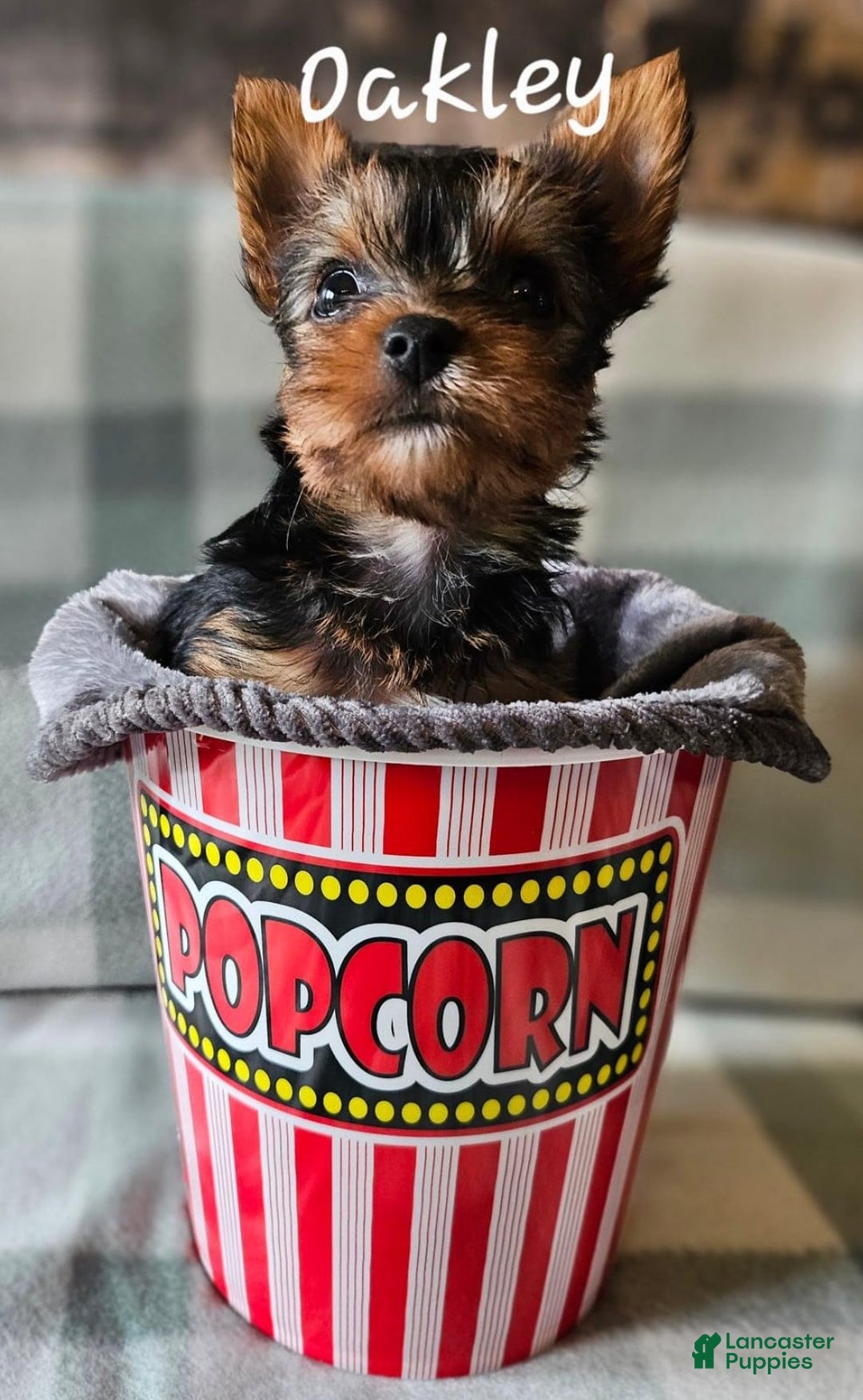 Yorkshire Terrier dogs for sale: Oakley - Image 6