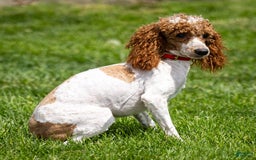 Standard Poodle dogs for sale: Rainay - Image 14