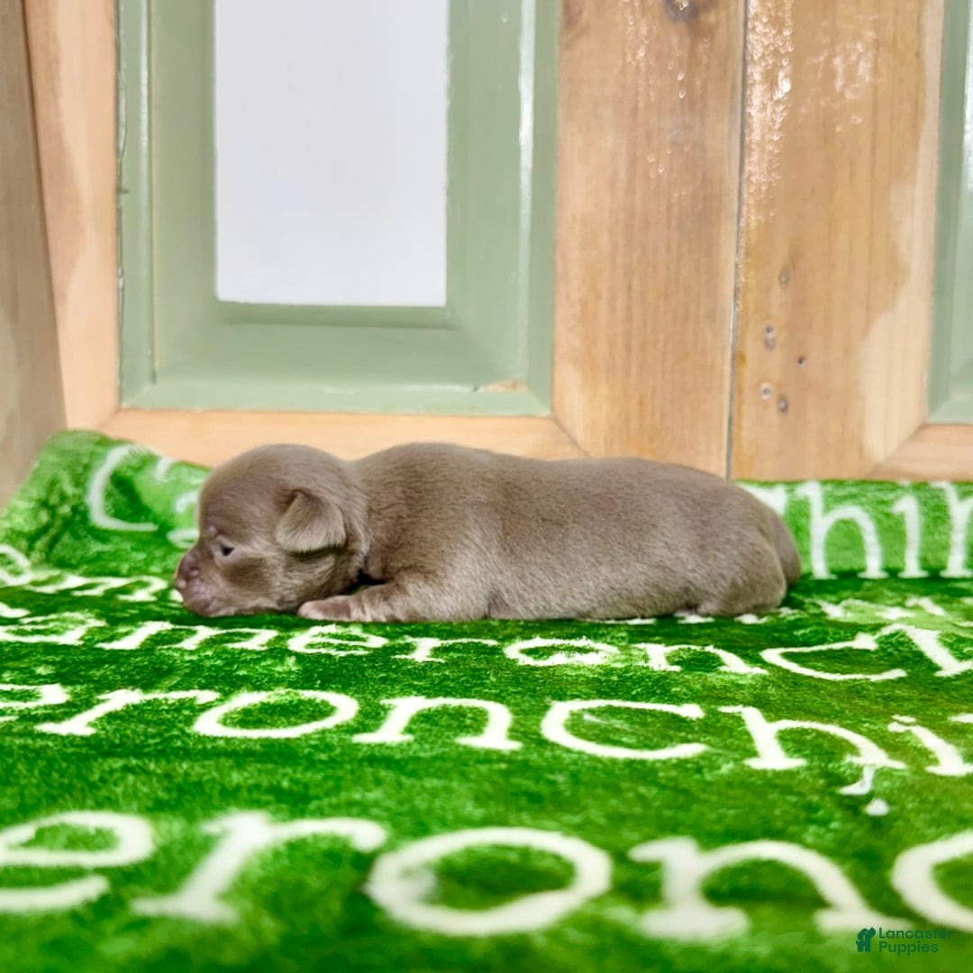 Chihuahua dogs for sale: Fiona Lavender Short Coat - Image 7