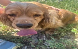Cocker Spaniel dogs for sale: Freckles - Image 6