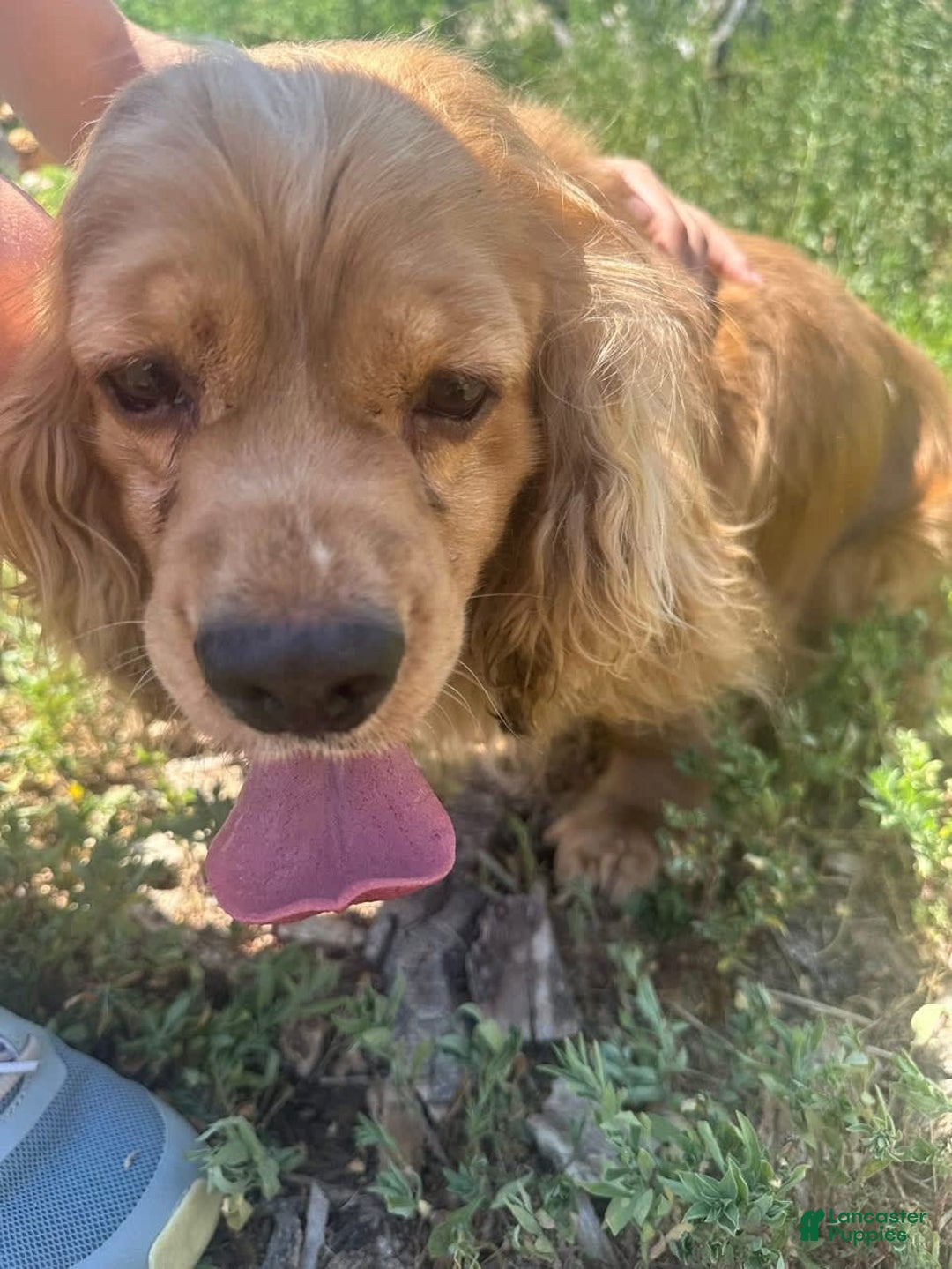 Cocker Spaniel dogs for sale: Freckles - Image 6