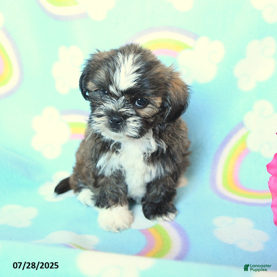 Teddy Bear dogs for sale: Tootsie Roll - Image 1
