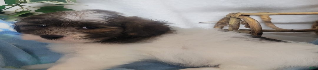 Roco