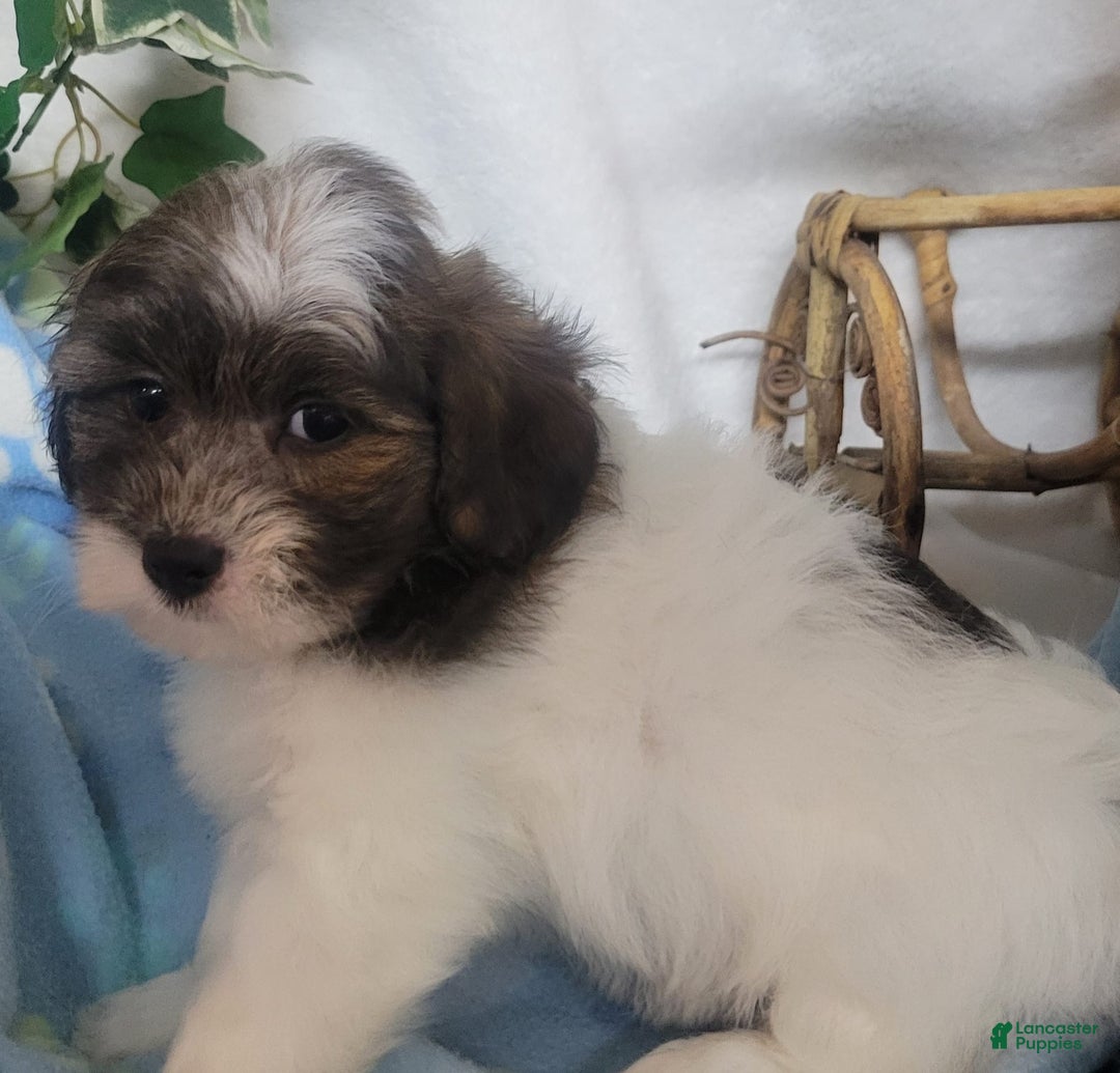 Shihpoo dogs for sale: Roco - Image 1