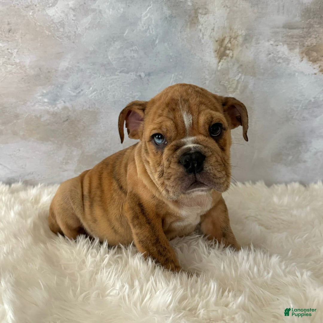English Bulldog dogs for sale: Ben - Image 4