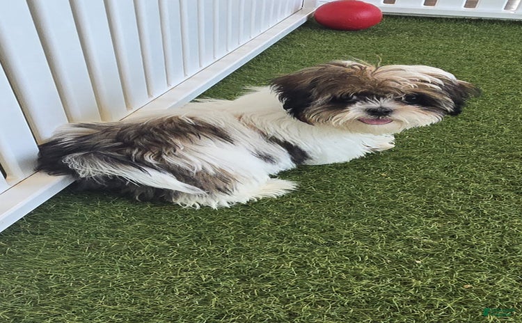 Cavalier King Charles Spaniel dogs for sale - Ad 3