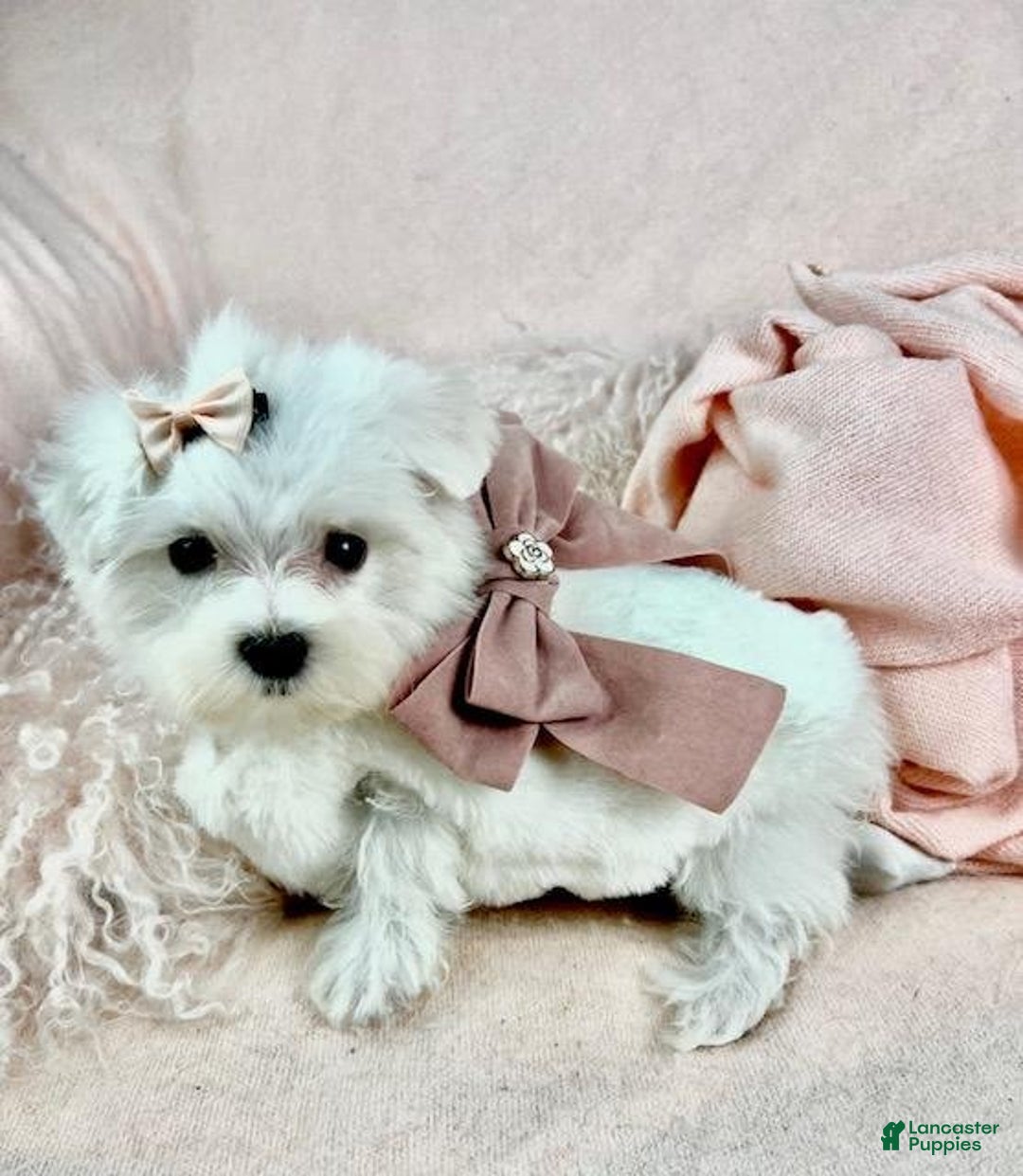 Maltese dogs for sale: Cutie - Image 2