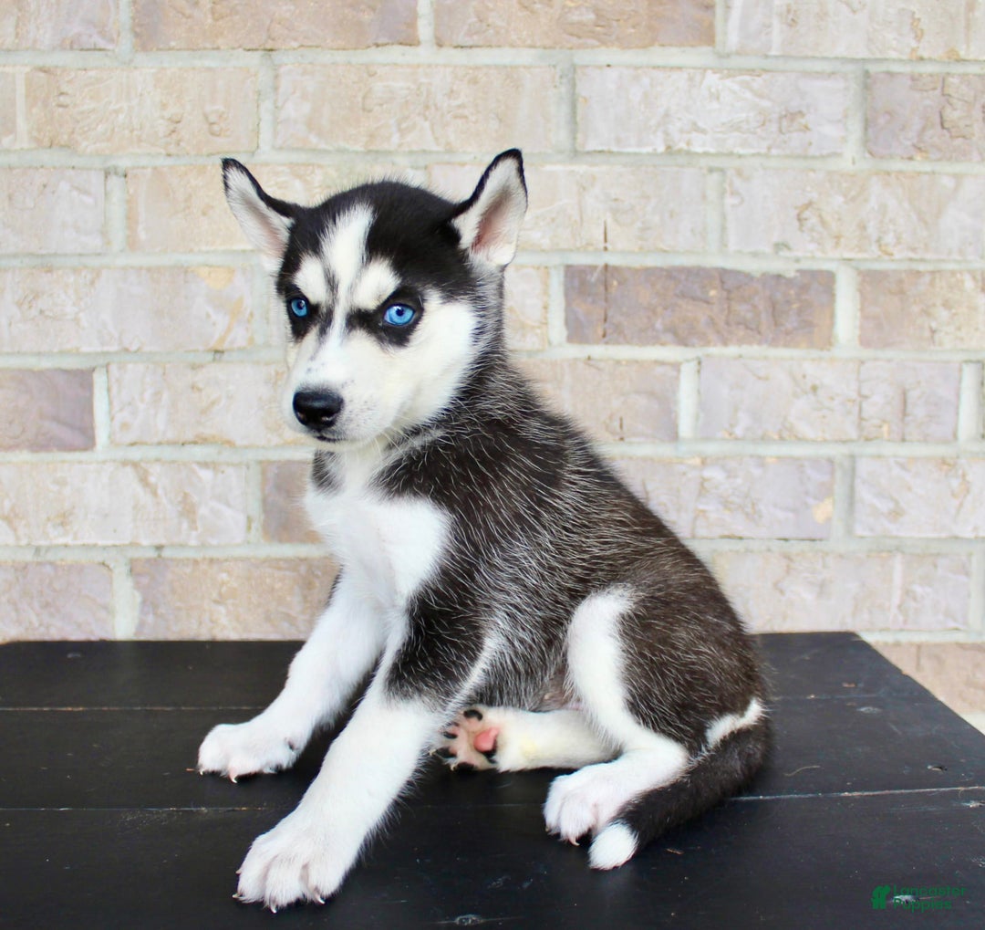 Siberian Husky dogs for sale: Atta - Image 5