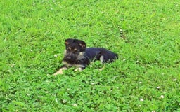 German Shepherd dogs for sale: Amarillo - Image 3