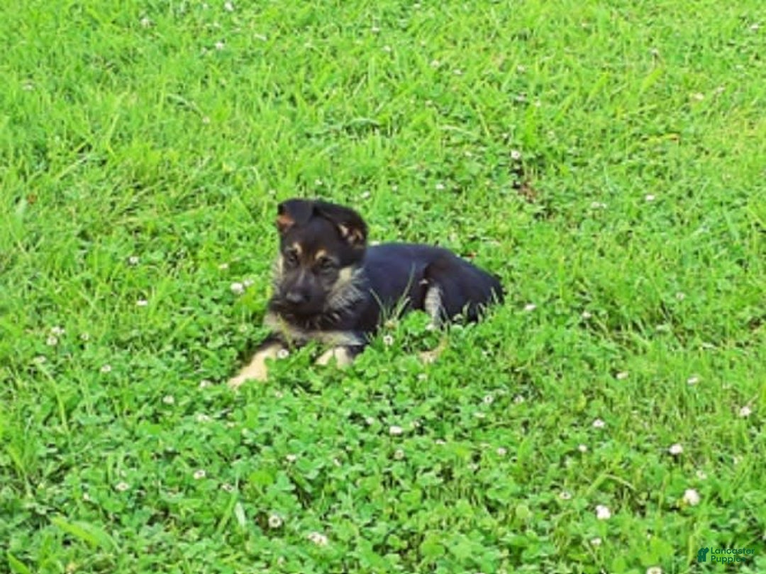 German Shepherd dogs for sale: Amarillo - Image 3