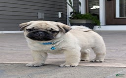 Pug dogs for sale: Bluebell - Image 4