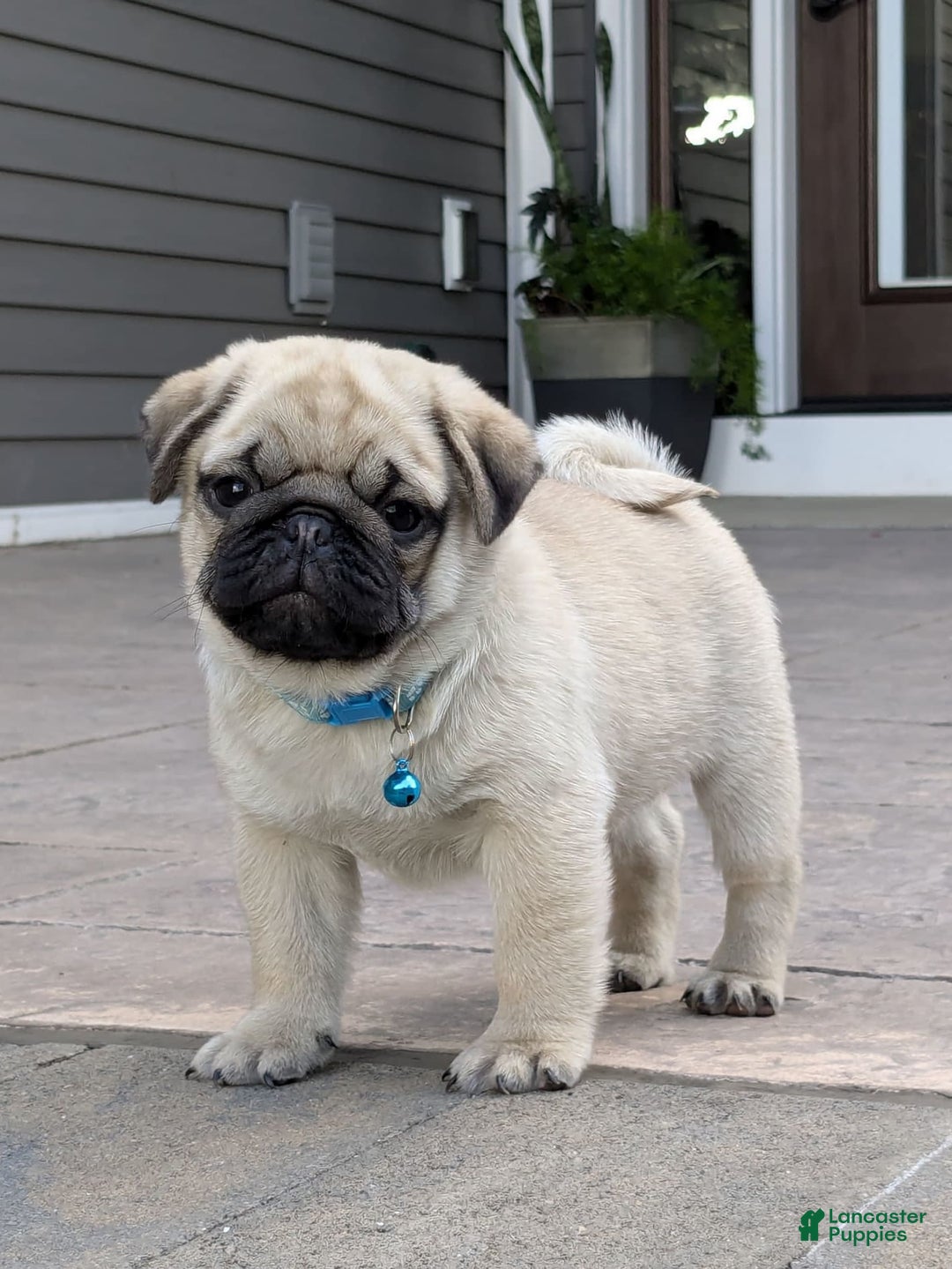 Pug dogs for sale: Bluebell - Image 4