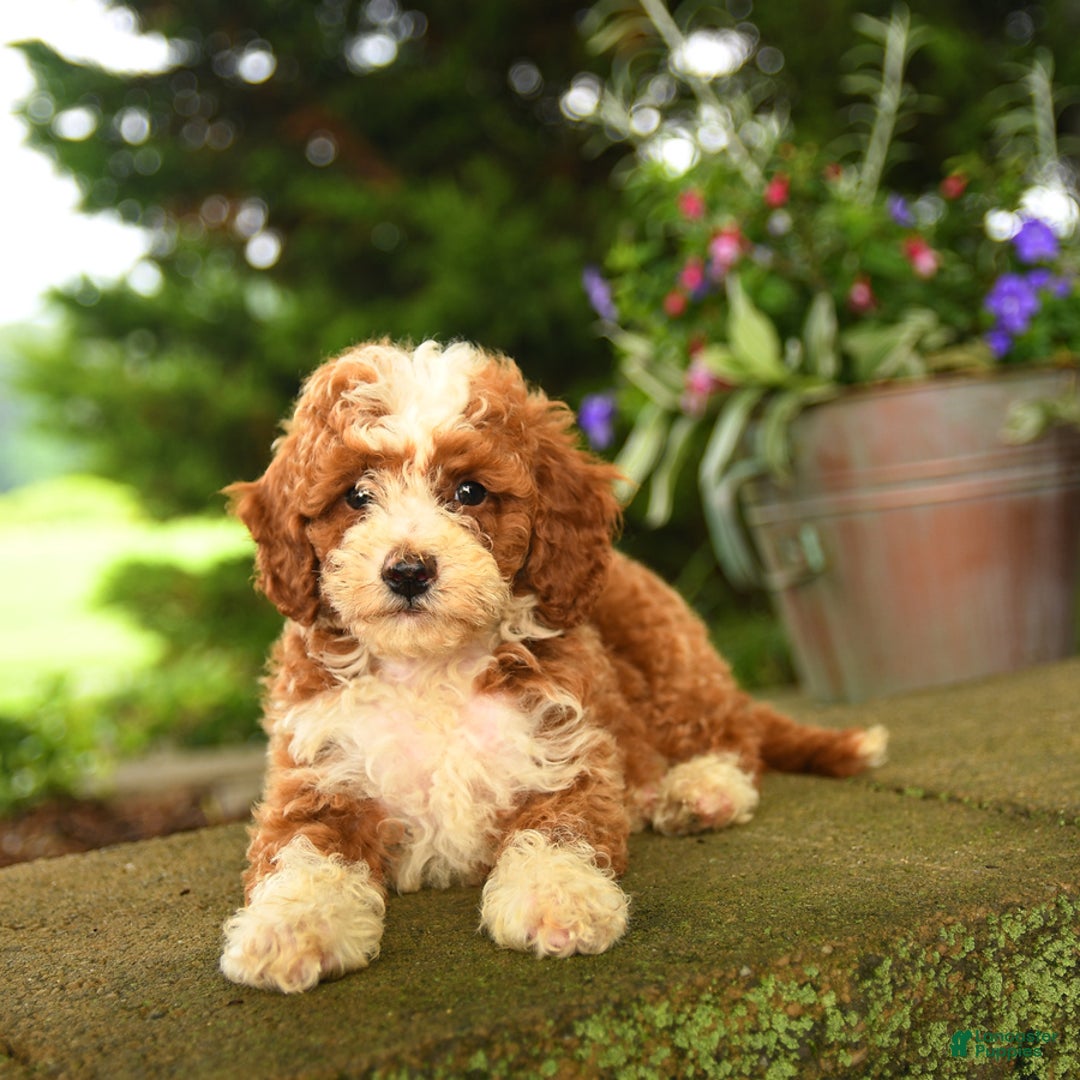 Miniature Poodle dogs for sale: Rhett - Image 1