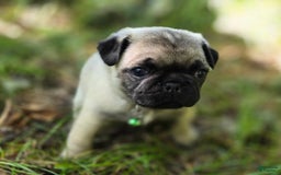 Pug dogs for sale: Derek - Image 3