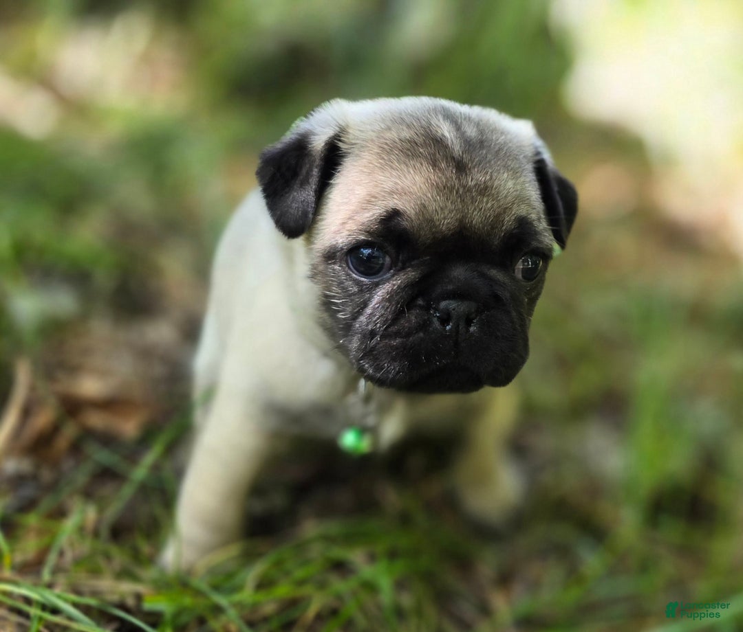 Pug dogs for sale: Derek - Image 3