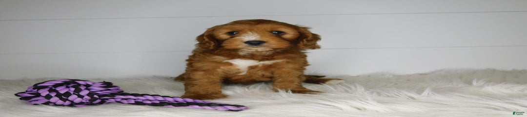Baxter