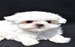 Maltese dogs for sale: Theo - Image 2