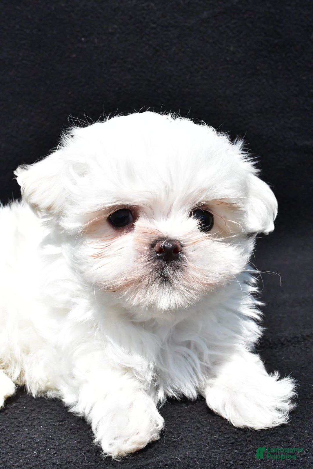 Maltese dogs for sale: Theo - Image 2