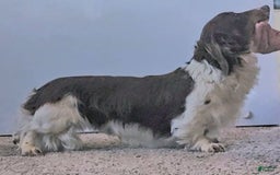 Dachshund dogs for sale: Akc Dolly - Image 9