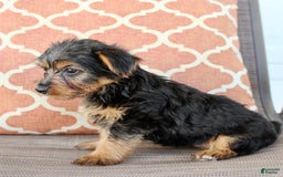 Yorkshire Terrier dogs for sale: Gabby - Image 1