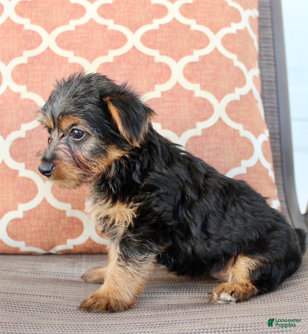 Yorkshire Terrier dogs for sale: Gabby - Image 1