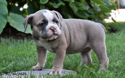 Olde English Bulldogge dogs for sale: Phebe - Image 2