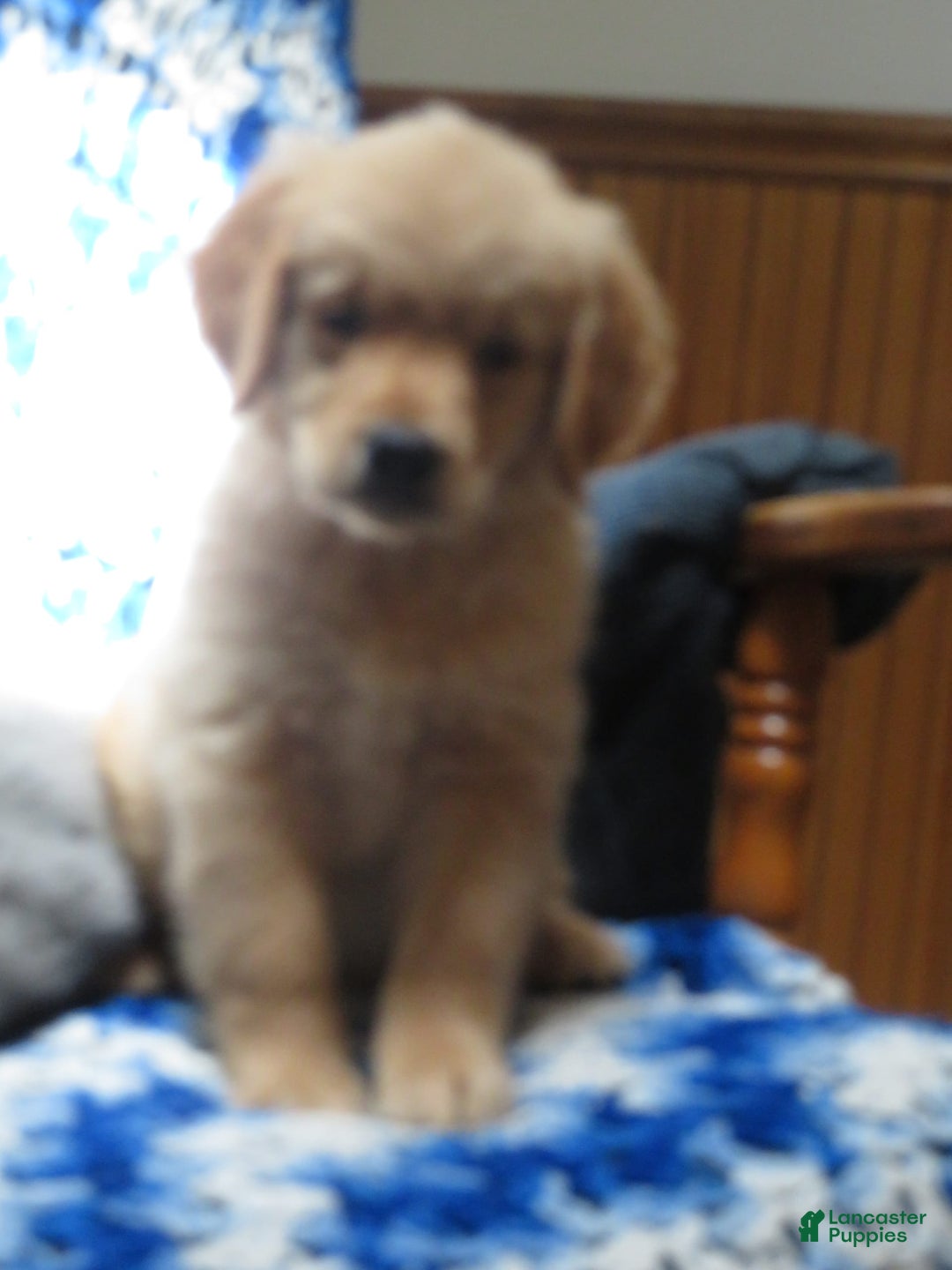 Golden Retriever dogs for sale: Starburst - Image 34